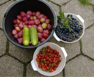 Septemberhøst :0) druesaft , tomatsuppe , agurksalat og blommegrød .