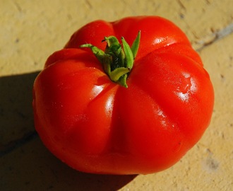 Mine egne tomater