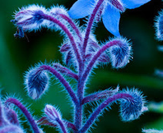 Blue Wildflower, Germany