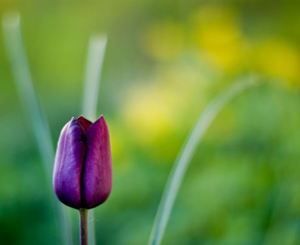 Dagens tulipan