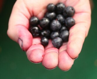 En håndfull blåbær