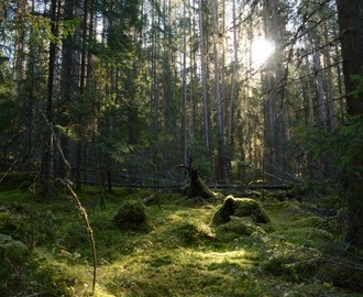 Skogens mystik