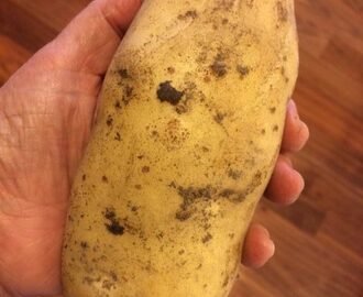 3 viktiga punkter : Så lyckas vinterlagring av potatis