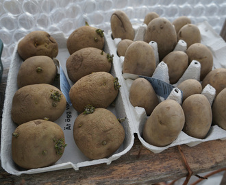 Potatisen på groning och tomaterna ut i växthuset