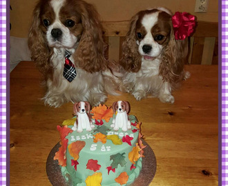 5 års tårta till hundarna Isak och Greta