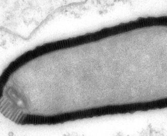 Forskare på Sibirien har hittat ett 30.000 år gammalt "jätte virus".