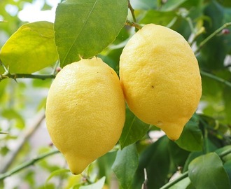 Citrus i maten: kyckling med citron och rosmarin