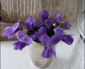 Viola odorata - En underbar doft