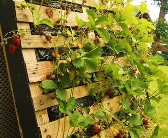 Des fraisiers sans limaces... | Petit potager, Idées jardin, Aménager petit jardin