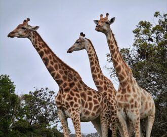 Sydafrika 1: Fantastisk safari finns på fler ställen än Krugerparken