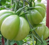säilötyt vihreät tomaatit