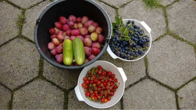 Septemberhøst :0) druesaft , tomatsuppe , agurksalat og blommegrød .