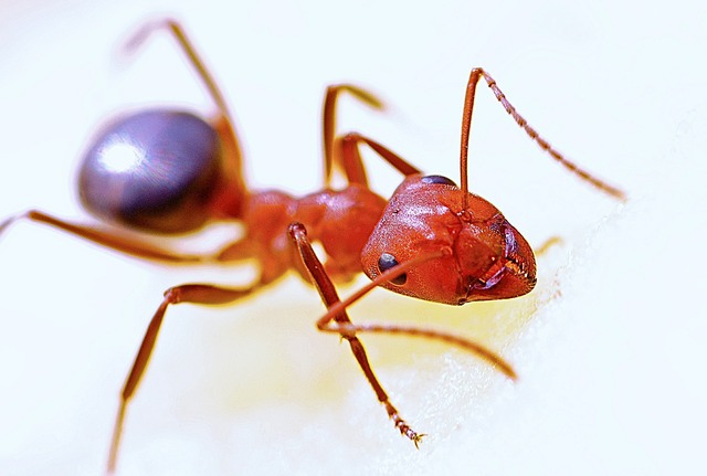 Entomofagi – Jamen, jeg spiser da en myre i ny og næ…