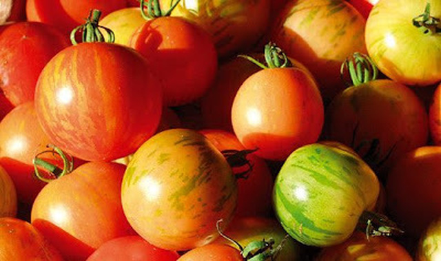 Gro din mad - Huset No 7 - Tomater og drivhus planter