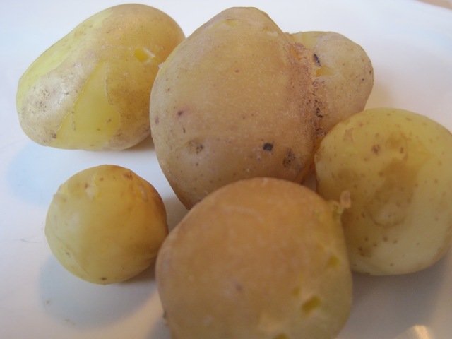 Nye kartofler fra haven