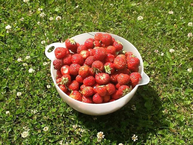 Tryllerier med jordbær og rabarber