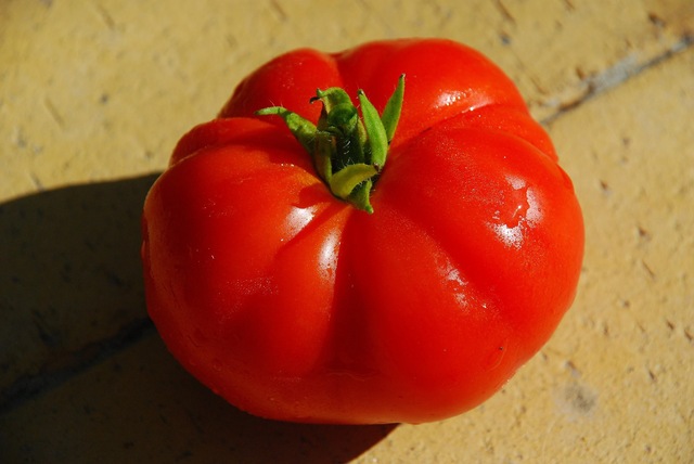 Mine egne tomater
