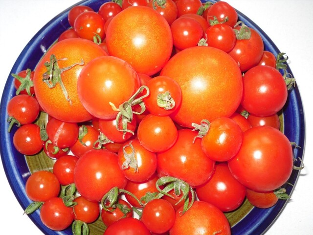 Når drivhuset bugner af tomater, så er det tid til tomatsuppe…