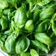 Pesto