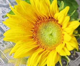 Flowers of Sunshine