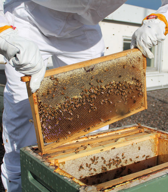 Päätoimisia ammattitarhaajia on Suomessa noin sata ja muuta tilastotietoa mehiläisalalta