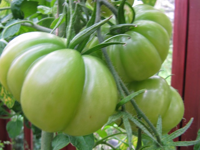 Säilötyt vihreät tomaatit