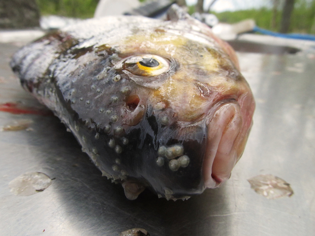 Kalan perkaaminen – How to Clean a Fish