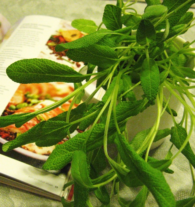 Salvialla täytetty porsaanfilee linssien ja kevätsipulikastikkeen kera