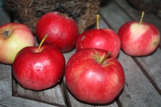 Omenaviikko: Kaurainen omenapiiras