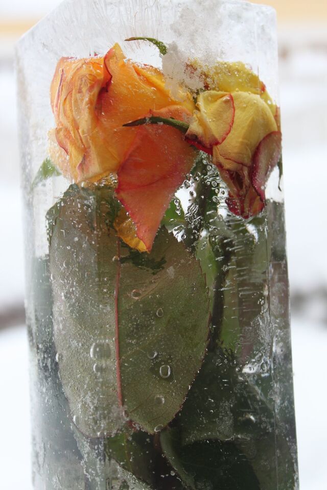 Jäätynyt ruusu