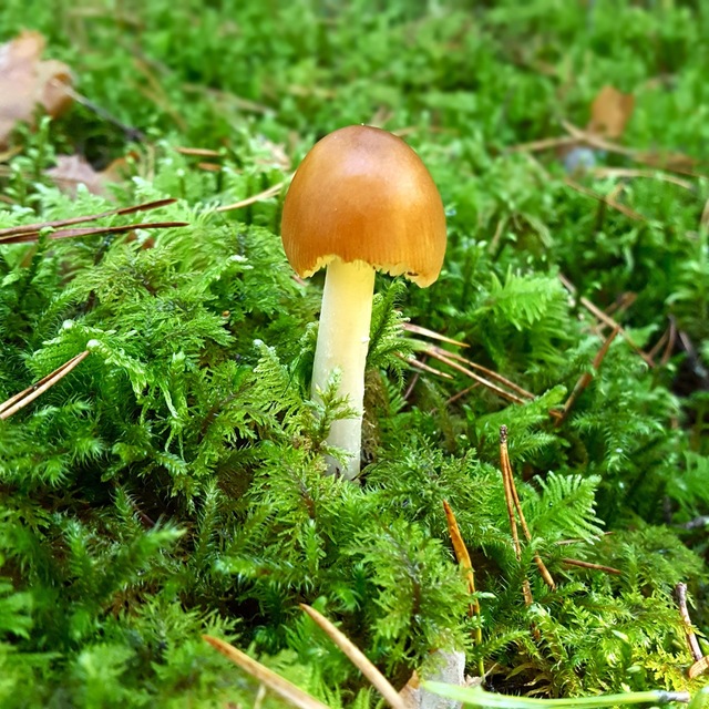 Mushroom Luck (2)
