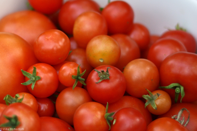 Kasvatusohjeita: Tomaatti
