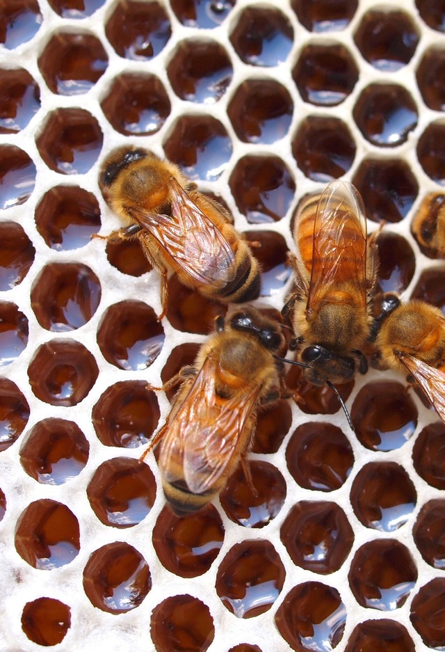 Ruotsalaistutkimus vahvistaa: mehiläisten bakteerikannat taltuttavat tehokkaasti mikrobeja