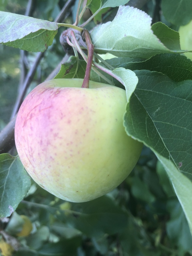 Omenahillo haudutuspadassa