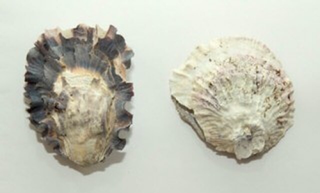 Stillehavs oestersen – sank og spis for harde livet