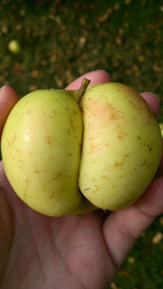 Epleslang og eplekake