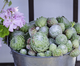 Grågrønne planter gir ro i blomsterhavet