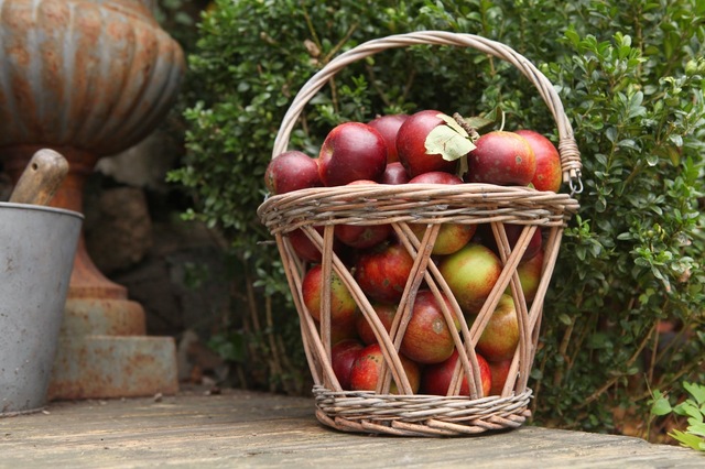 Visste du dette om epler?
