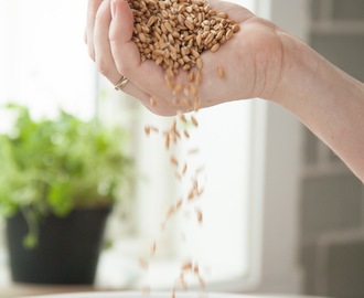 Jeg skriver ikke en interesse-blogg for Norsk Cøliakiforening eller Norsk Proteinintoleranse Forening! Surdeigsbrødet mitt er langt fra glutenfritt!