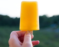 Mimosa poptail