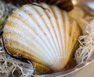 Stekte kamskjell med nøttevinaigrette