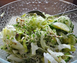Dagens Salat og nye spirer