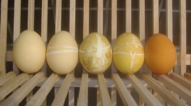 Färga ägg