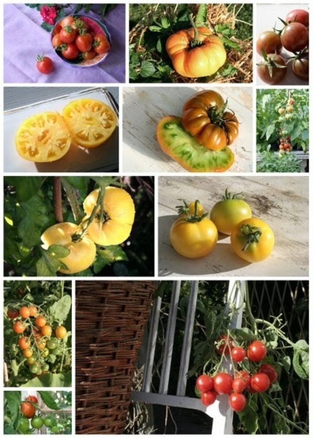 Köksträdgården - Tomatsådd