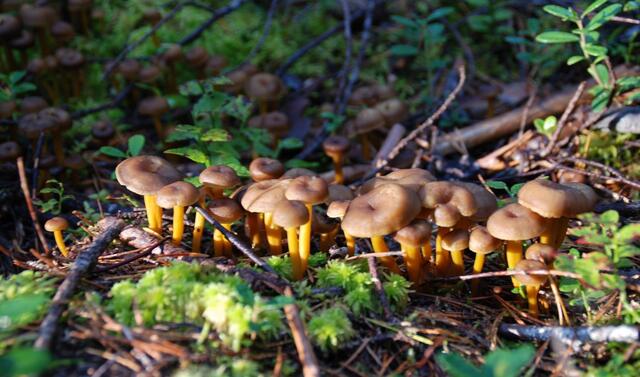 Grönsaksodlaren steker plättar