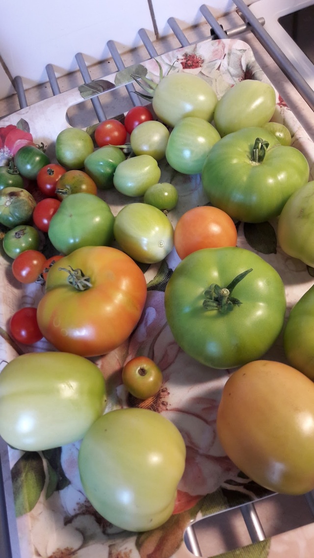 Mindfulness och gröna tomater