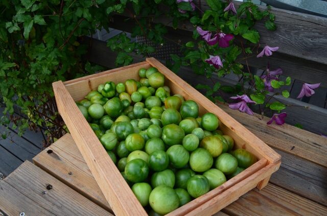 Gröna tomater – 6 sätt att ta till vara dem på