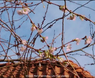 De Japanska körsbärsträden blommade i december