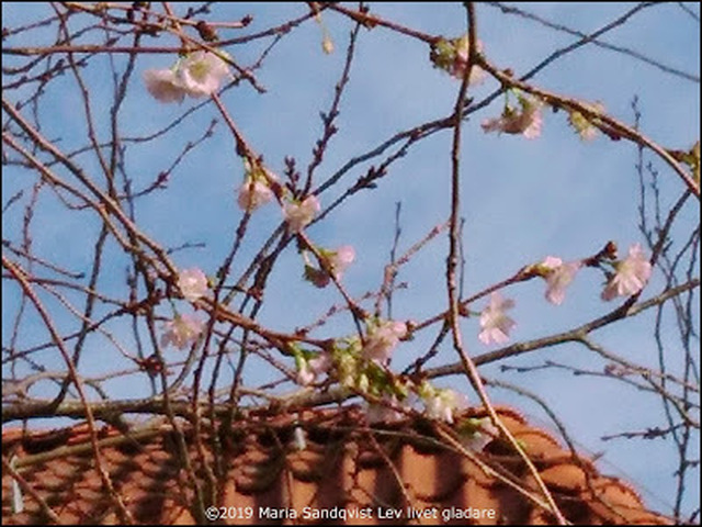 De Japanska körsbärsträden blommade i december