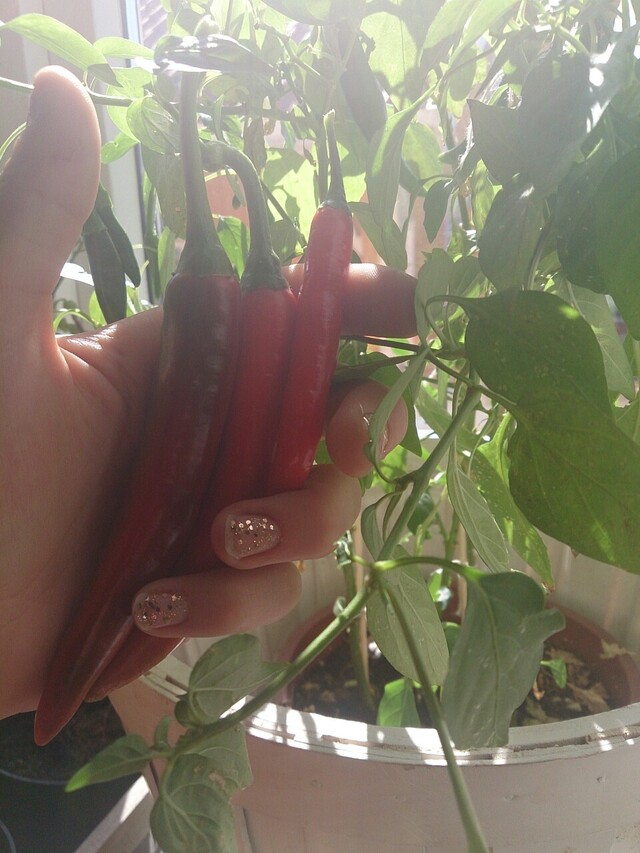 Today’s harvest - Red hot chili peppers